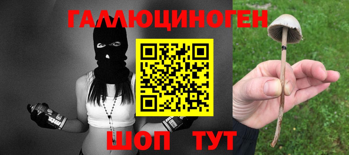Галлюциногенные грибы Psilocybe Павлово